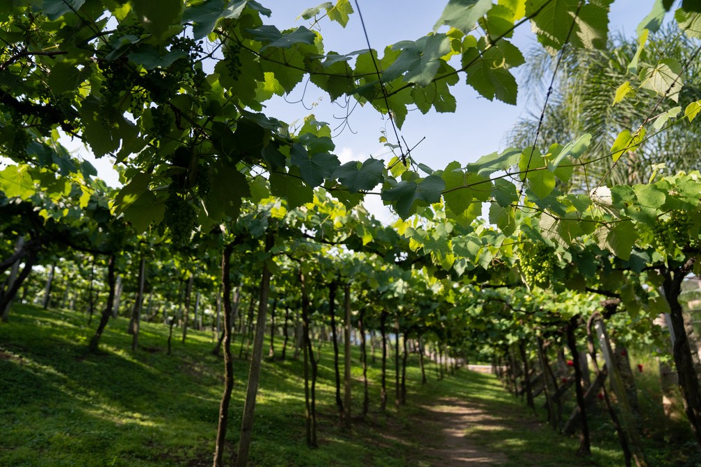 Vinhedo em Bento Gonçalves: turista por caminhar em meio a plantação ao visitar vinícolas — Foto: Marcelo Brandt/G1