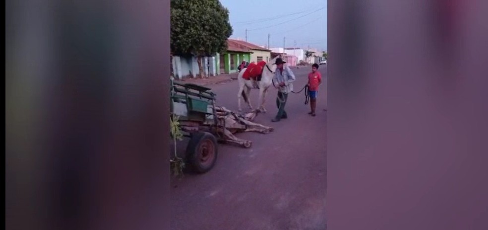 Cavalo cai após puxar carroça com excesso de peso em Cáceres e sofre maus-tratos do dono — Foto: Divulgação