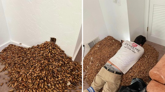 Pica-pau acumulador guarda 320 kg de nozes no forro de uma casa