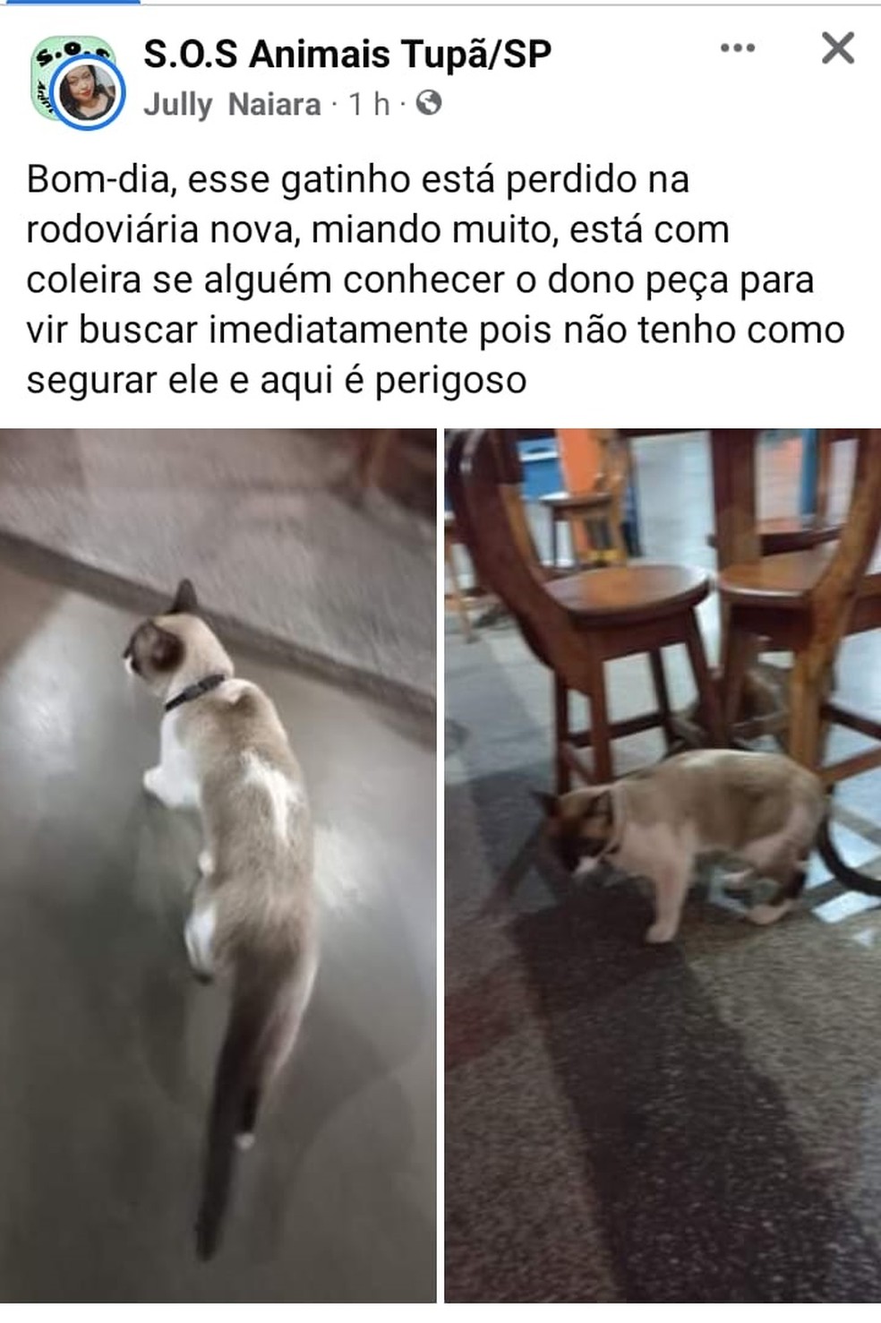 Ozzy estava desaparecido havia pouco mais de um mês em Tupã (SP)  — Foto: Redes Sociais/Divulgação