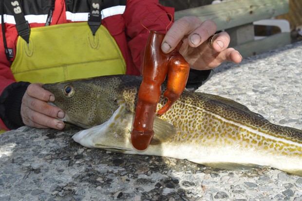 Pescador norueguês acredita que peixe tenha confundido vibrador com lula (Foto: Anders A. Hagen/Åndalsnes Avis)