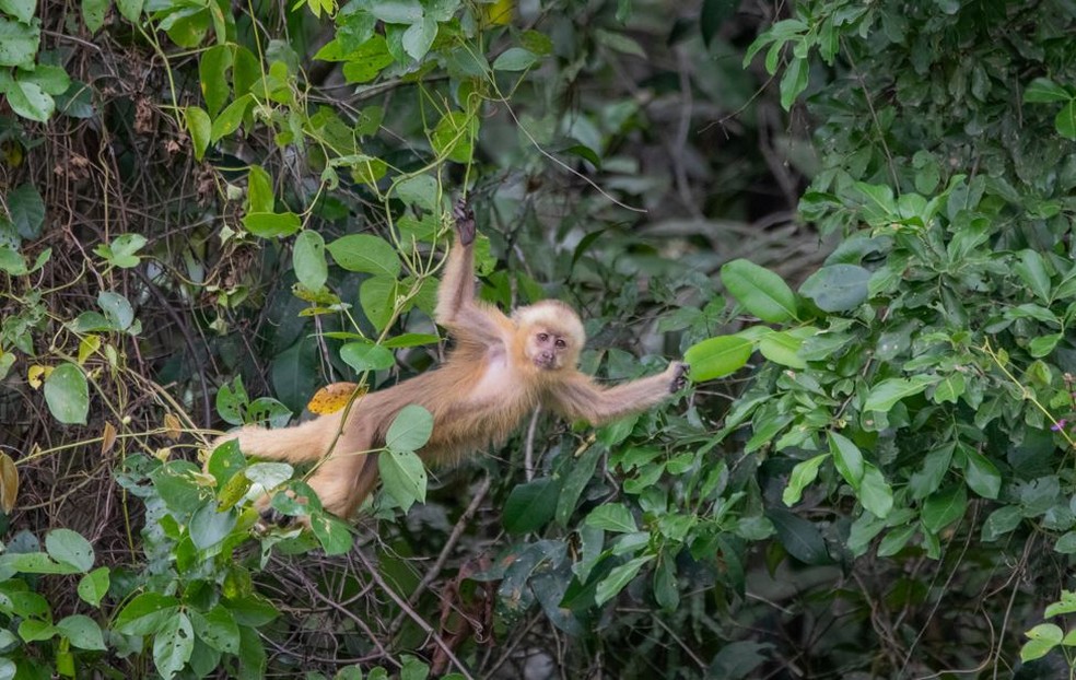 O macaco-prego-galego pode atingir os 42 centímetros contando com a cauda — Foto: Thiago Zanetti