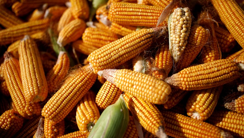 Amontoado de espigas de milho (Foto: REUTERS/Carlos Garcia Rawlins)