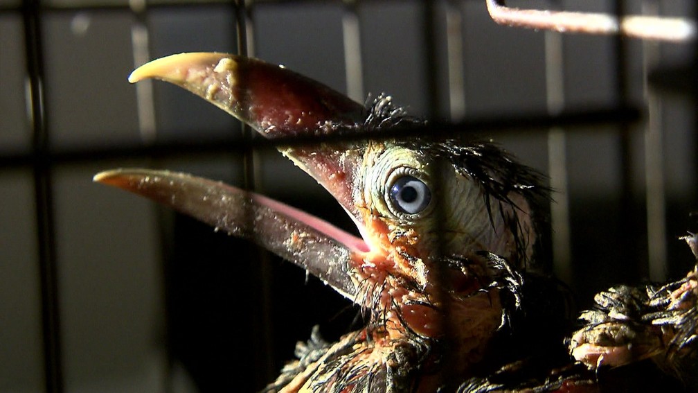 Dois dos maiores traficantes de animais silvestres do Brasil estão na Paraíba (Foto: Rede Globo/Arquivo)