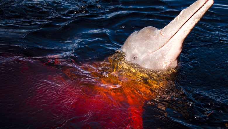 O boto-cor-de-rosa é considerado a maior espécie de golfinho de água doce (Foto: Mônica Imbuzeiro)