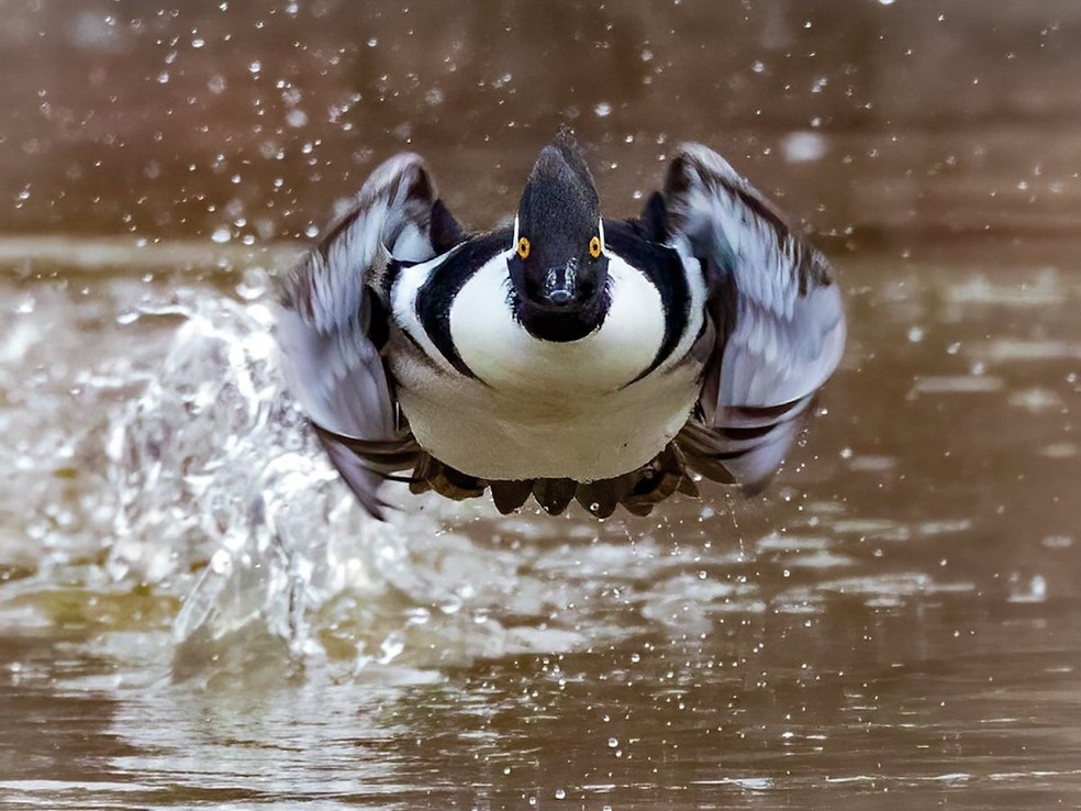 Charles Schmidt, Estados Unidos – Eu estava observando um par de patos-mergulhões encapuzados, esperando que eles decolassem. Os patos geralmente começam a nadar mais rapidamente quando estão se preparando para voar. Eu vi que eles começaram a nadar mais rápido e assim estava preparado para pegá-los decolando. Tive sorte de eles terem vindo diretamente em minha direção! — Foto: Charles Schmidt/ WNPA/ Divulgação