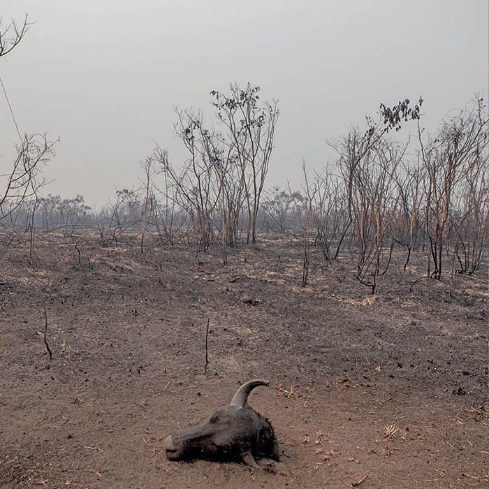 Bioma que dá nome a novela enfrenta períodos de seca que podem muda-lo para sempre (Foto: Getty Images)