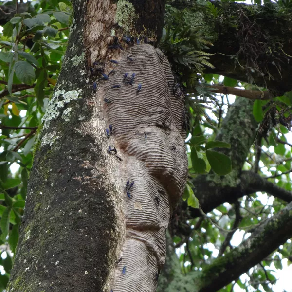 Marimbondo Tatu Leva O Nome Por Conta Do Formato Do Ninho Terra Da Gente G1 O que significa sonhar com marimbondo? marimbondo tatu leva o nome por conta