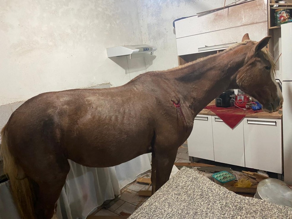 Égua caiu do telhado e parou na cozinha de uma casa em Presidente Prudente — Foto: Cedida/CCZ
