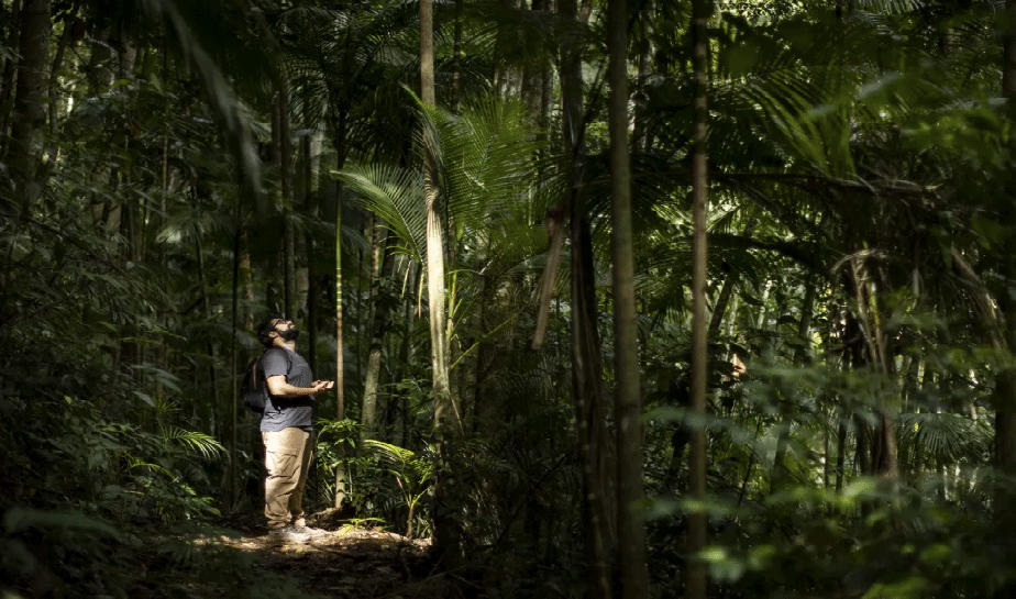 Gabriel Sales observa exemplares da palmeira Jussara, plantados dentro da Floresta da Tijuca.