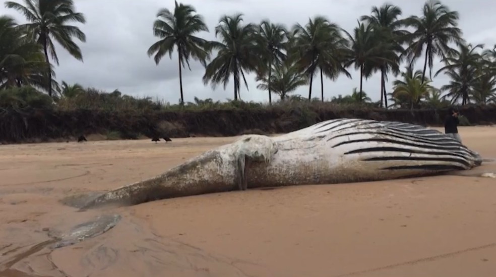 Baleia adulta foi encontrada morta em praia no baixo sul da Bahia  â Foto: Site Barra Grande 24h