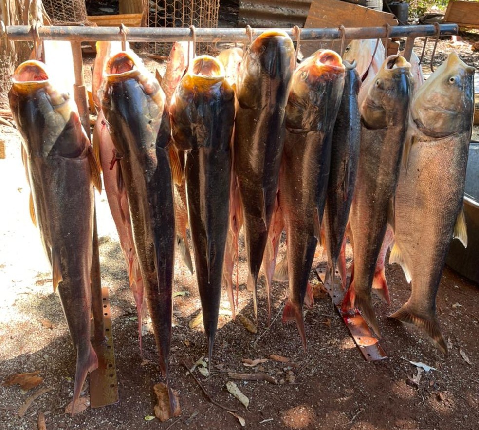 Pescados foram doados para amigos, vizinhos e familiares do agricultor de Giruá — Foto: Arquivo pessoal