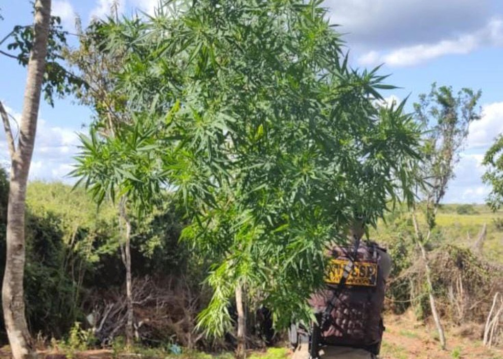 Oito mil pés de maconha são encontrados no sertão baiano — Foto: Divulgação/SSP-BA