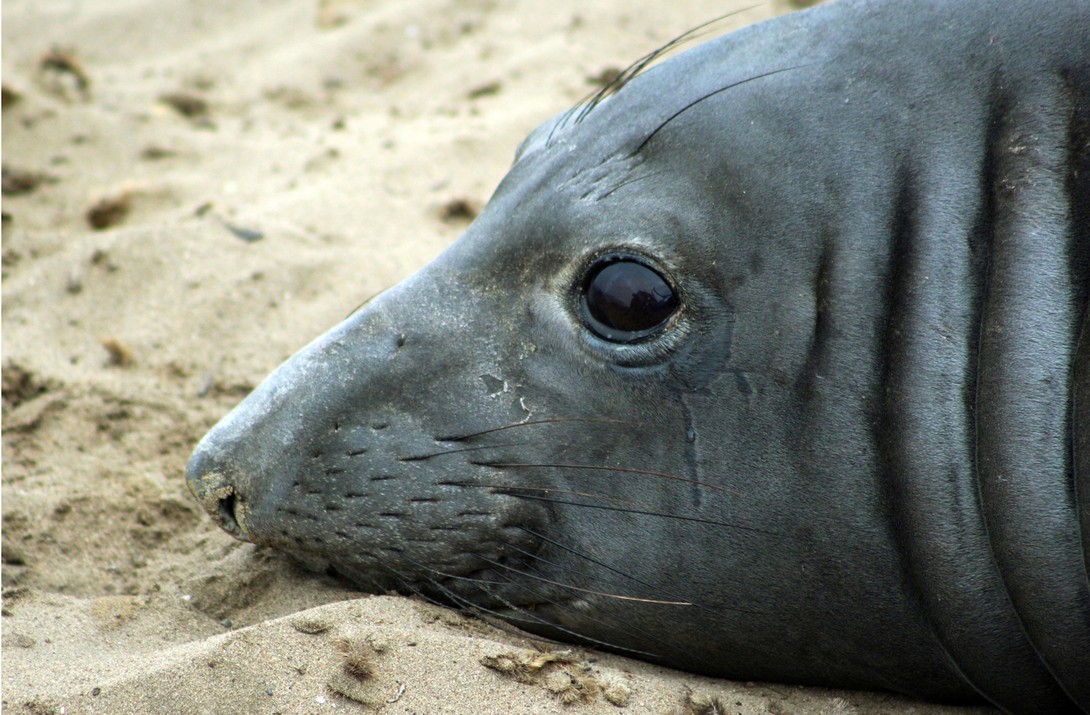 Elefante-marinho bate recorde ao nadar quase 6 mil km para oeste (Foto: )