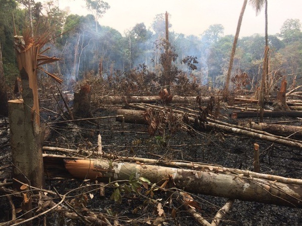 27/10/2029: Área de desmatamento ilegal detectado na área do PDS Virola-Jatobá, em Anapu — Foto: Reprodução / Amazônia Real