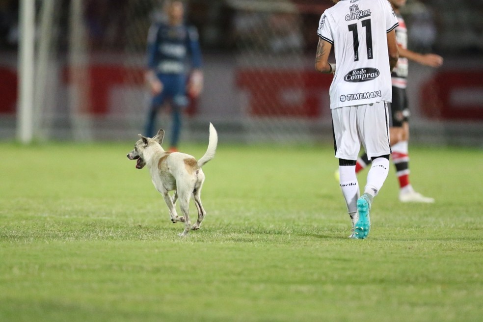 Cachorro entrou animado no gramado — Foto: Aldo Carneiro / Pernambuco Press