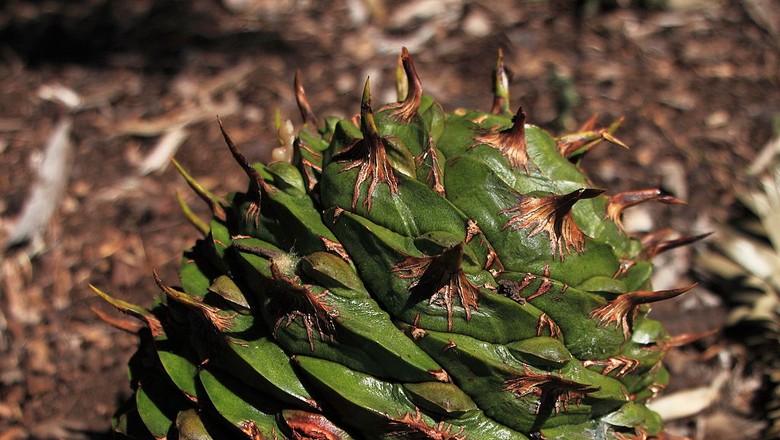 araucária australiana-Araucaria bidwillii-pinhao (Foto: Flickr/Dgies/Creative Commons)
