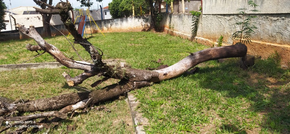 Árvores com risco de queda iminente foram retiradas de avenidas e escola de Presidente Prudente — Foto: Defesa Civil 