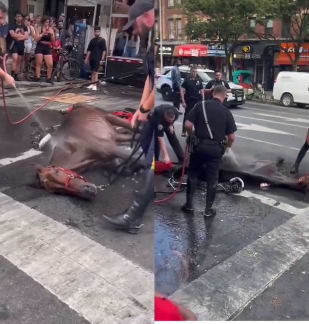 Cavalo de carruagem colapsa em Nova York (Foto: Reprodução / Instagram)