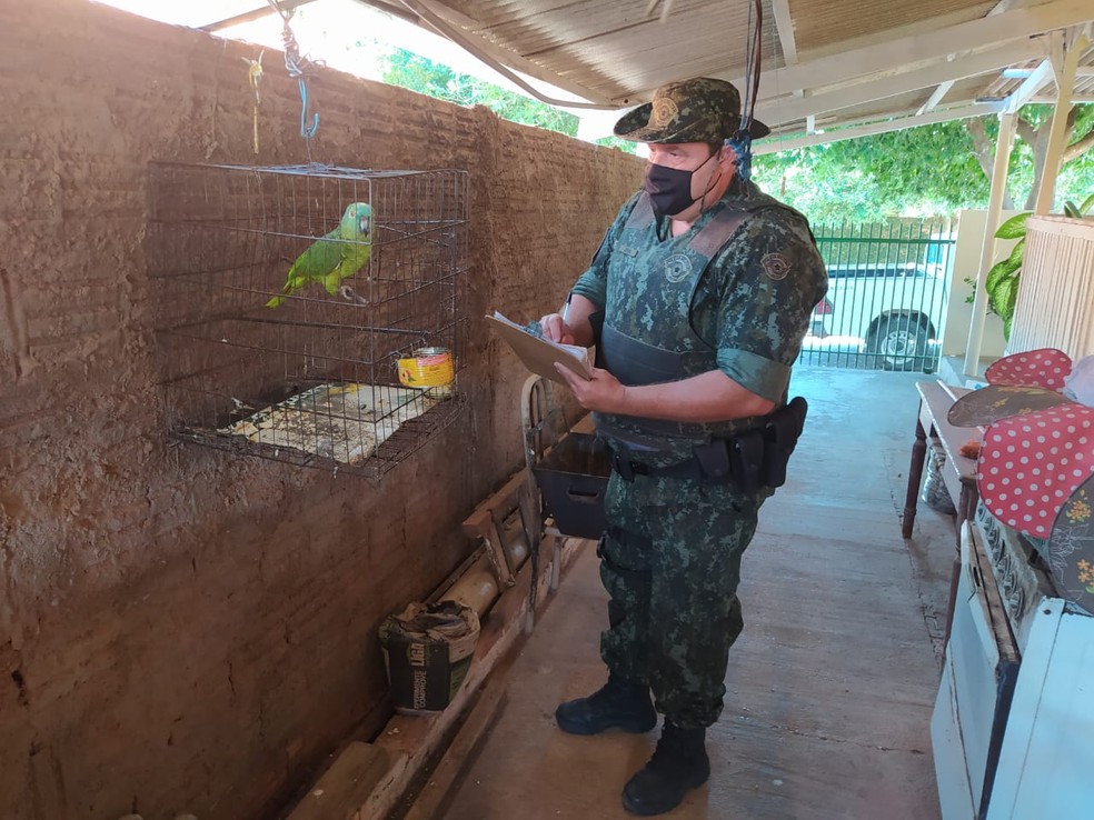 Papagaio estava na casa de uma moradora de Junqueirópolis — Foto: Polícia Ambiental