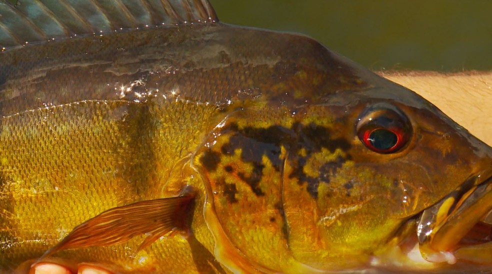 O rio Negro é palco da pescaria e promete muitos tucunarés. (Foto: Terra da Gente)