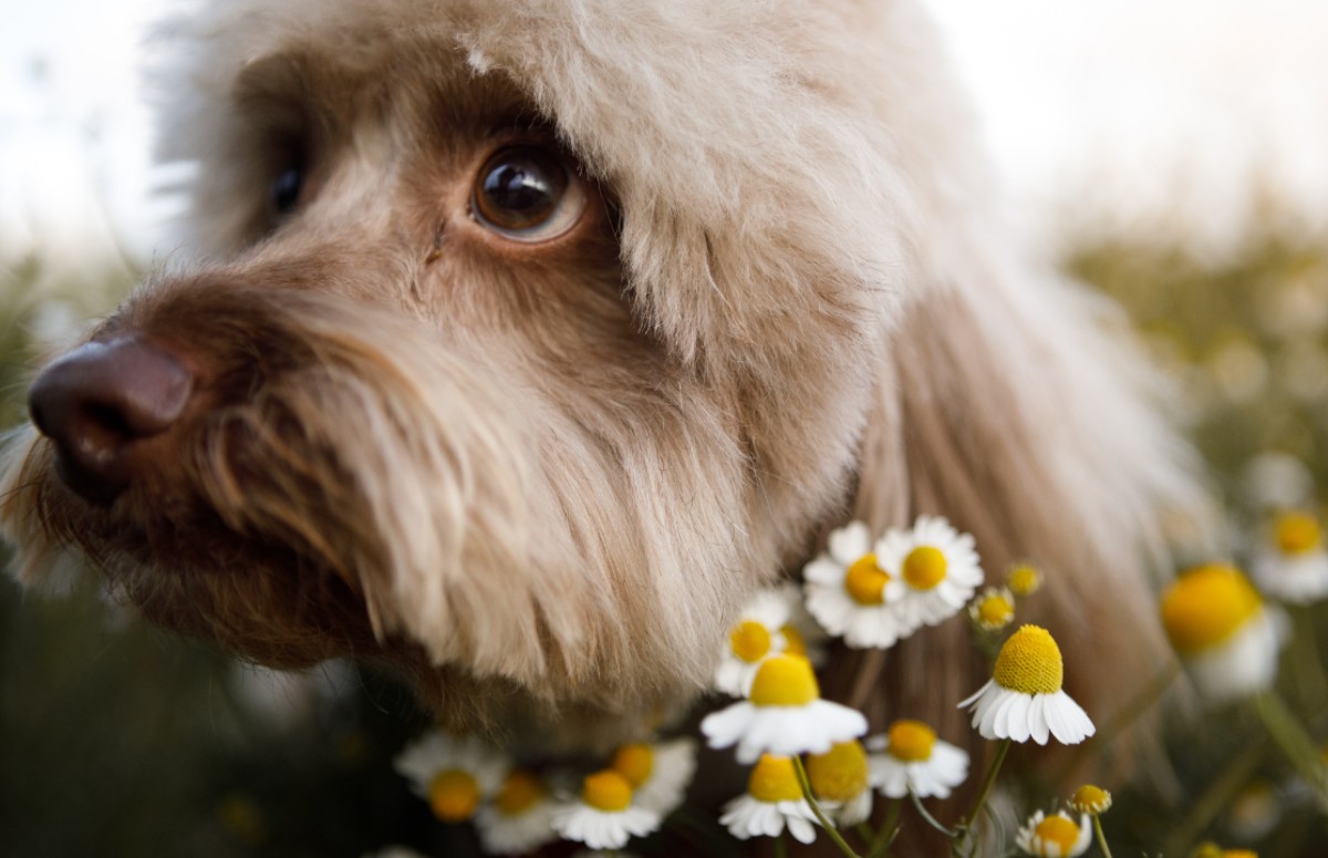 A camomila é uma das plantas capazes de tranquilizar os cães (Foto: Canva / Creative Commoms)