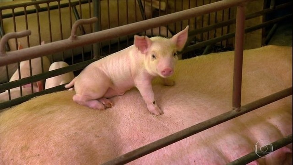 Até outubro, 200 mil porcos haviam sido abatidos na China por conta da peste suína africana — Foto: Reprodução/Globo Rural 