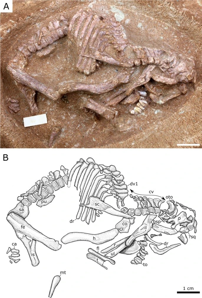 Esqueleto embrionário de dinossauro do Cretáceo Superior (Foto: Jordan C. Mallon et.al)