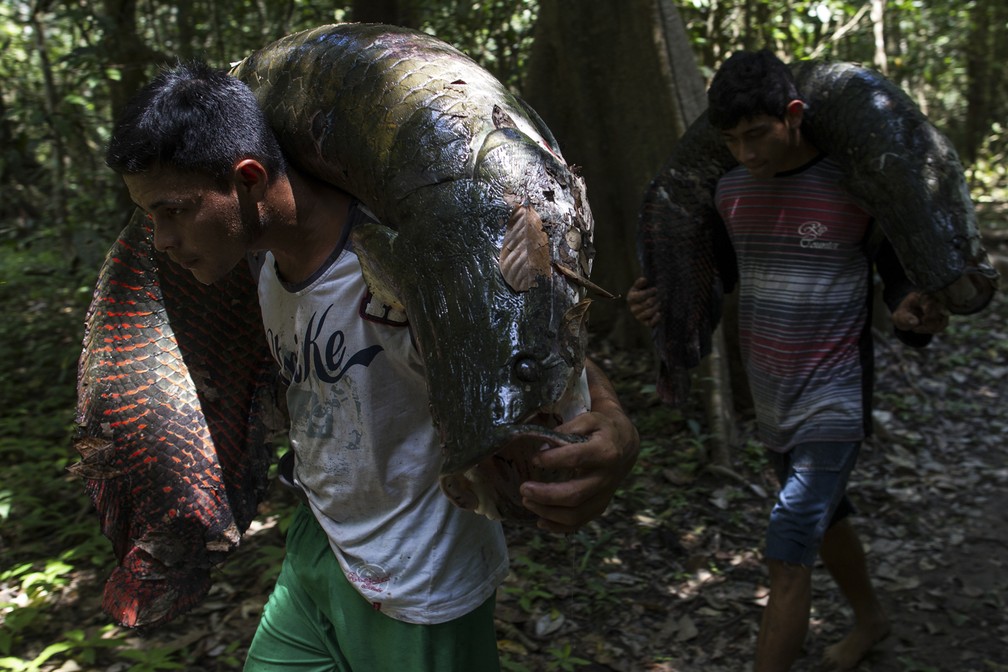 Manejo de pirarucu no Amazonas. — Foto: Bruno Kelly/Divulgação