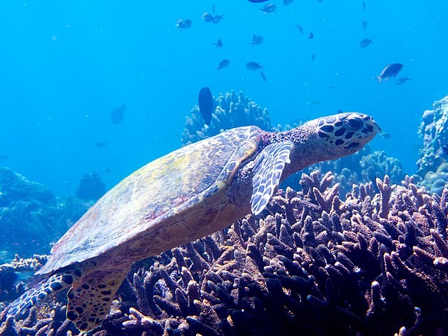 A tartaruga-de-pente é um dos animais marinhos mais ameaçados (Foto: Rickard Zerpe / Wikimedia Commons / CreativeCommons)