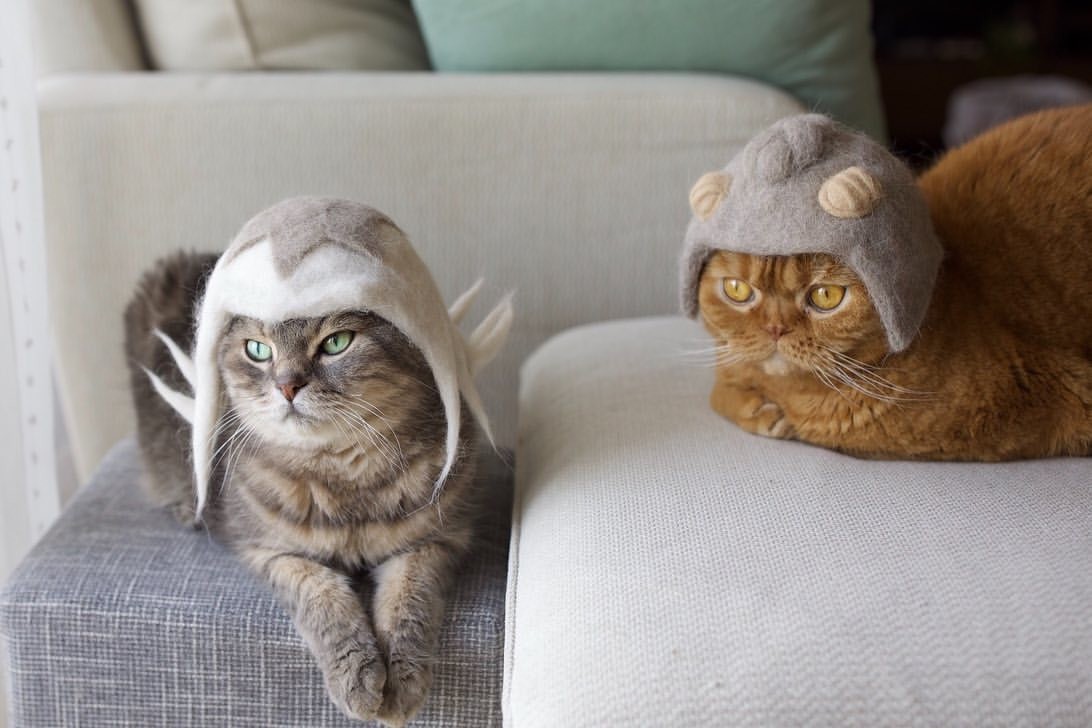 Artesã cria chapéus para gatos usando o próprio pelo do pet (Foto: @rojiman)