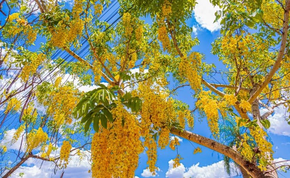 Cássia-imperial colore as cidades brasileiras com flores amarelas | Terra  da Gente | G1