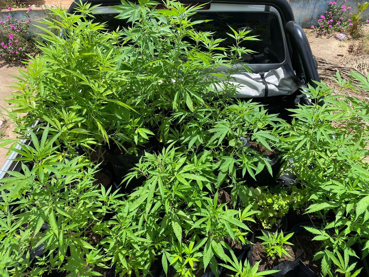 suspeito-de-plantar-maconha-preso-por-tr-fico-de-drogas-em-salgado