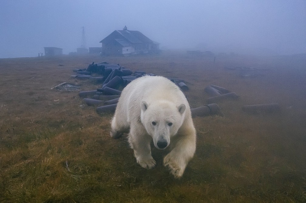 Urso polar em estação russa desativada no ártico — Foto: Cortesia/Dmitry Kokh