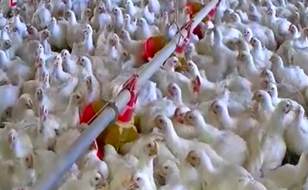 Sistema reduz o tempo de abate, segundo avicultores — Foto: Reprodução/TVCA