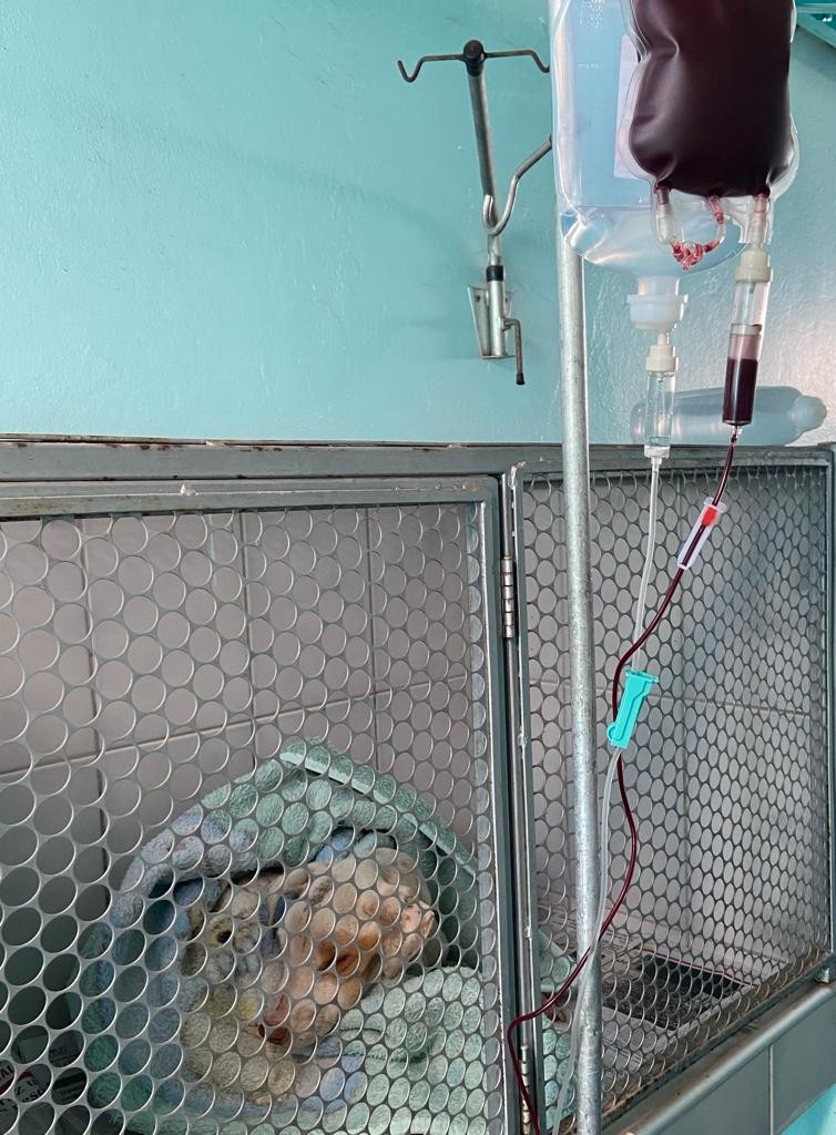 Cadela pitbull debilitada e com anemia é resgatada por ciclista em São Carlos