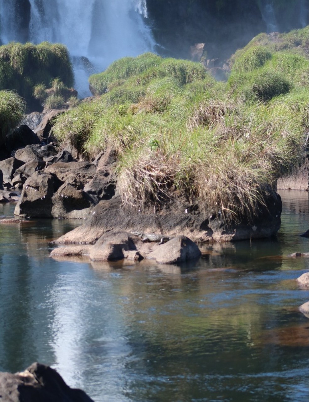 Jacare E Flagrado Por Fotografo Nas Cataratas Do Iguacu Veja Fotos Oeste E Sudoeste G1