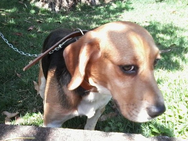 Beagle foi encontrado abandonado em São Roque (Foto: Elisângela Marques/G1)