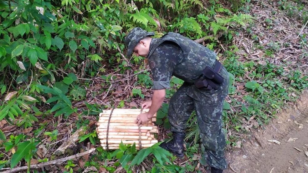 Pol&iacute;cia Ambiental apreendeu palmito ilegal em Juqui&aacute;, SP &mdash; Foto: Divulga&ccedil;&atilde;o/Pol&iacute;cia Ambiental