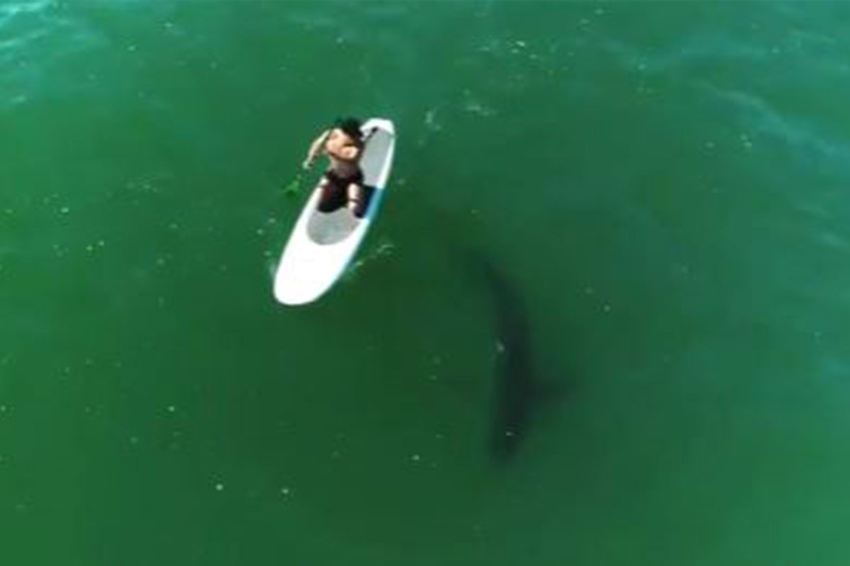 Orlando Bloom mostra imagens em que rema ao lado de tubarão em Malibu: ‘Quando o medo se torna seu amigo’ | Pop & Arte
