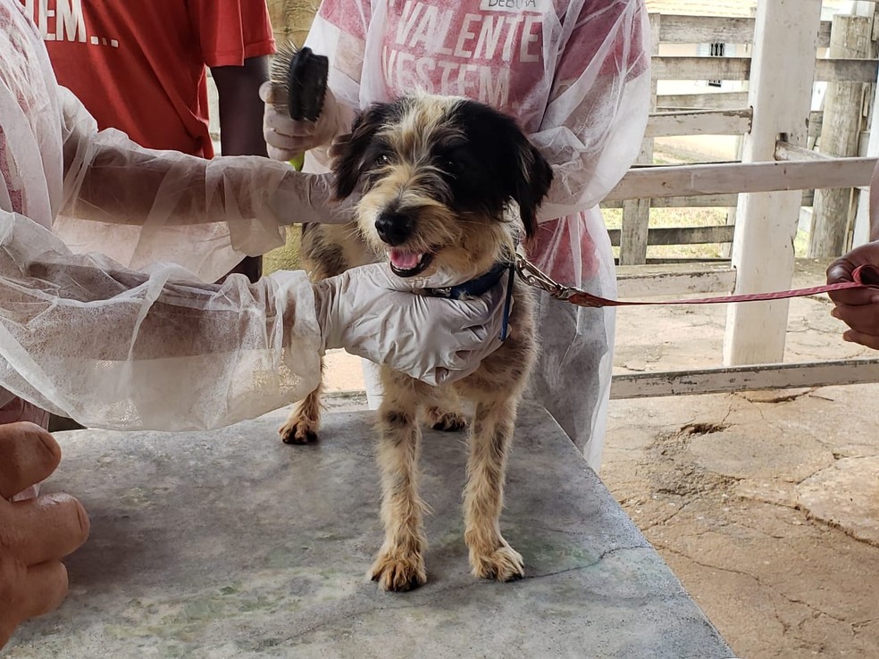 Cão resgatado em lama da Vale em Brumadinho recebe cuidados — Foto: Nathália Bueno/TV Globo 