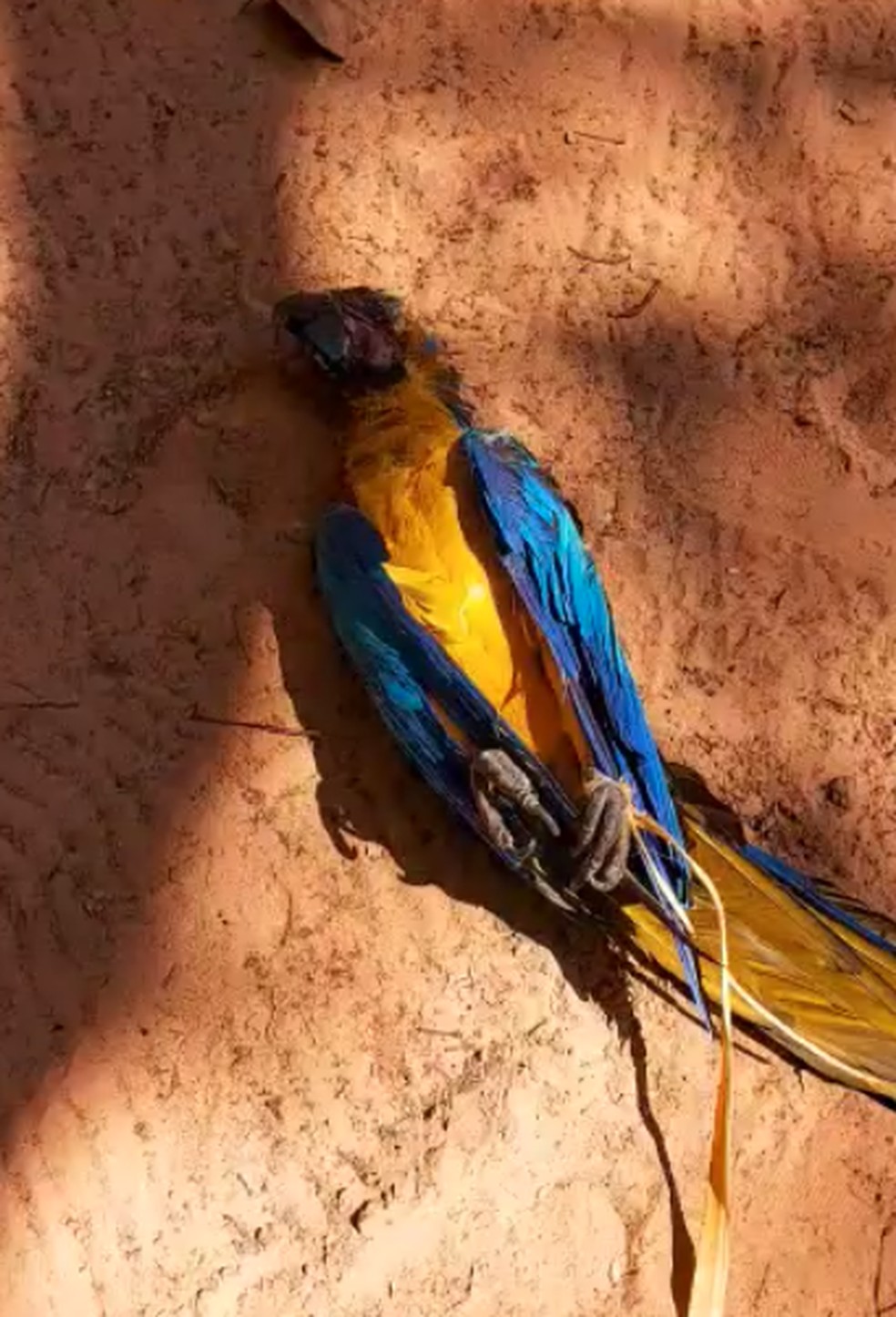 Arara encontrada morta em planta&ccedil;&atilde;o de frutas na comunidade Carrapato &mdash; Foto: Divulga&ccedil;&atilde;o