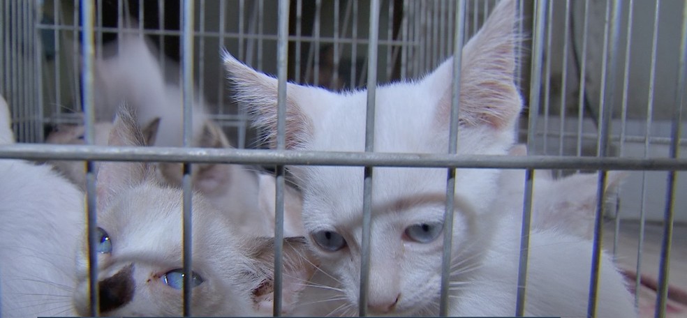 ONG suspeita que eles foram cobaias de algum experimento cientÃ­fico ou usados em ritual de magia negra â Foto: TV Centro AmÃ©rica/ReproduÃ§Ã£o