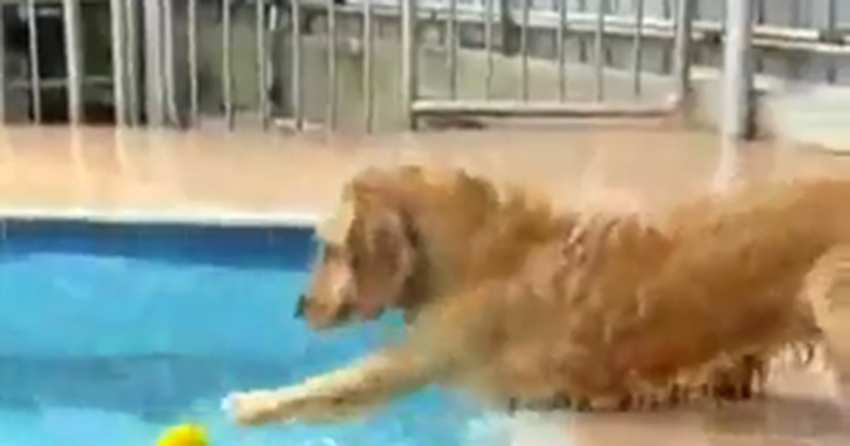 Cachorro Tenta Pegar Bola Em Piscina E Vira Sucesso Na Internet Noticias Techtudo