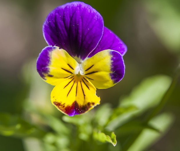Purple and yellow pansy in a garden in Ottawa, Ontario, Canada. (Foto: Getty Images)
