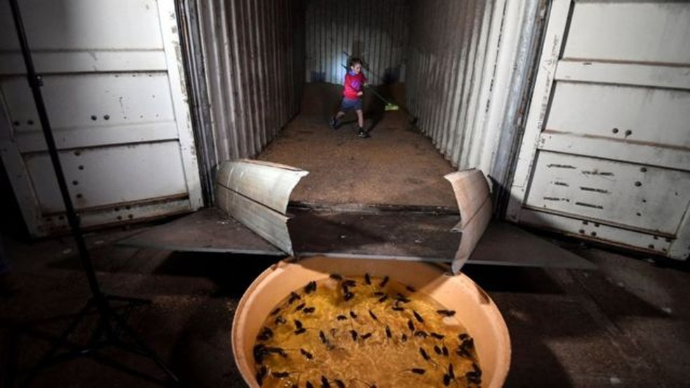 Armadilha para ratos dentro de contêiner na Austrália; agricultores tentam encontrar soluções para o problema, que vem destruindo colheitas e propriedades — Foto: AP