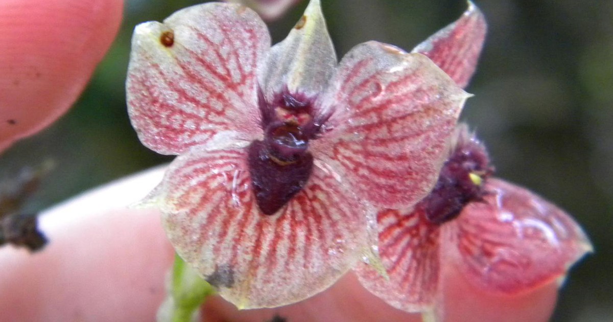 Natureza - Orquídea rara chama a atenção por ter 'cabeça de diabo' entre  pétalas