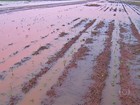 Chuva em Mato Grosso atrasa o plantio da safra de algodão