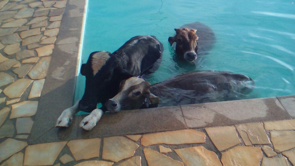 Bombeiros Resgatam Tres Vacas Que Cairam Em Piscina De Clube Em Alfenas Mg Sul De Minas G1