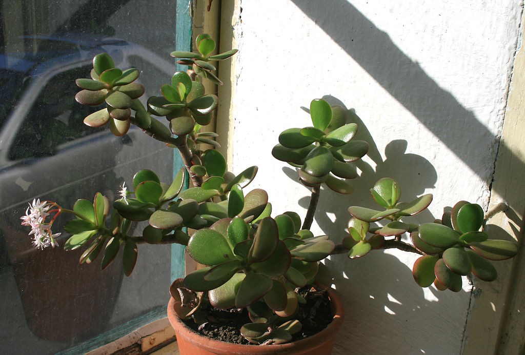 Receber uma planta jade de presente intensifica ainda mais sua representação de abundância e prosperidade  (Foto: Karelj / Wikimedia Commons)